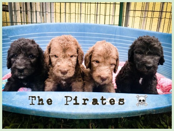 Plumeria’s Pirates litter